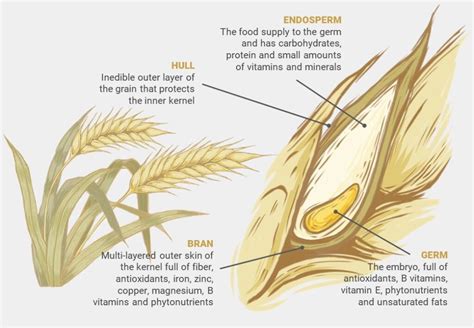 An image showing rice grains and rice bran to illustrate the source of rice extract.